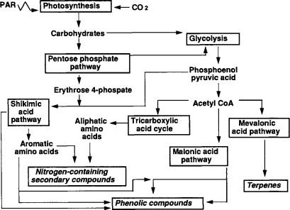 Crafting Your Plate: A Symphony of Nutrients