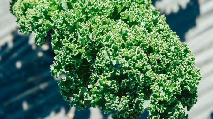 Gluten Free Dinner Recipes Your Family Will Love
