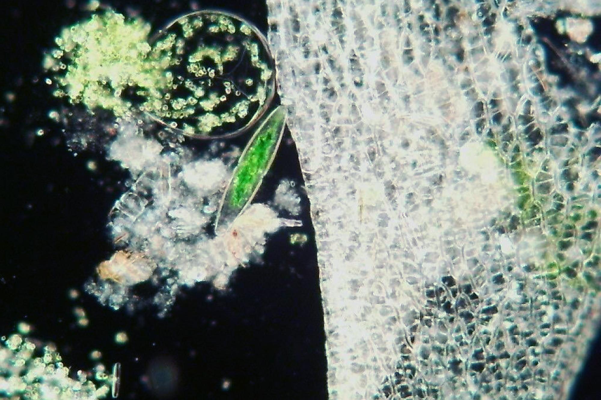 Crafting a Vision: Setting Clear and Achievable Meal Goals