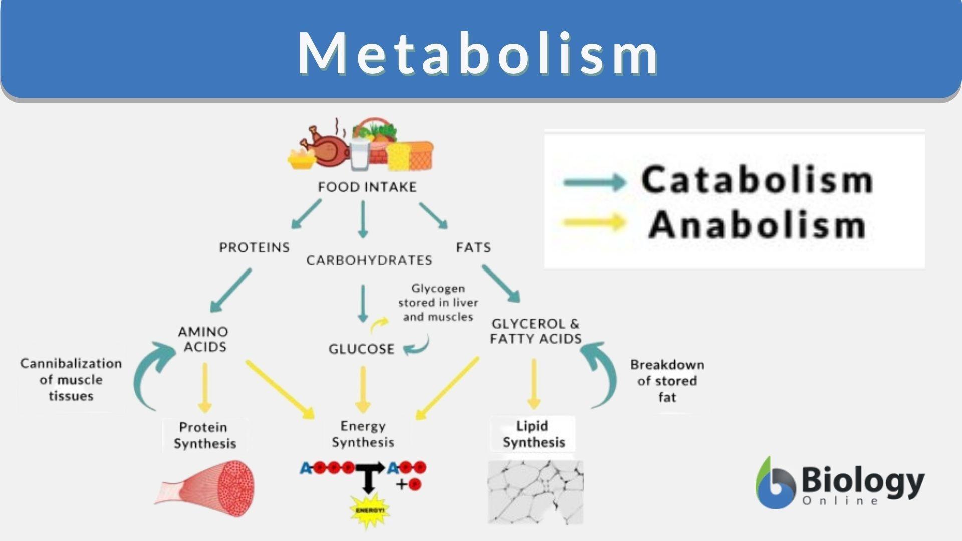 Mastering Your Metabolism: Unlocking the Secrets to Calorie Balance